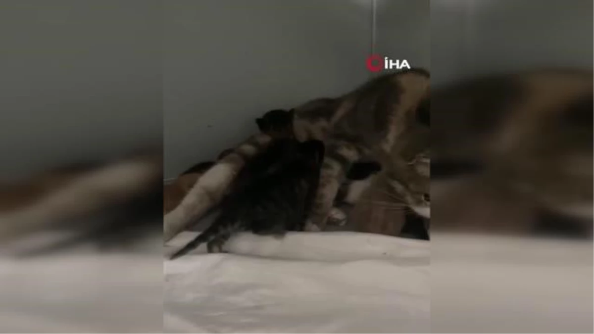 Bakımevinin süt annesi 10 yavru kediyi besliyor