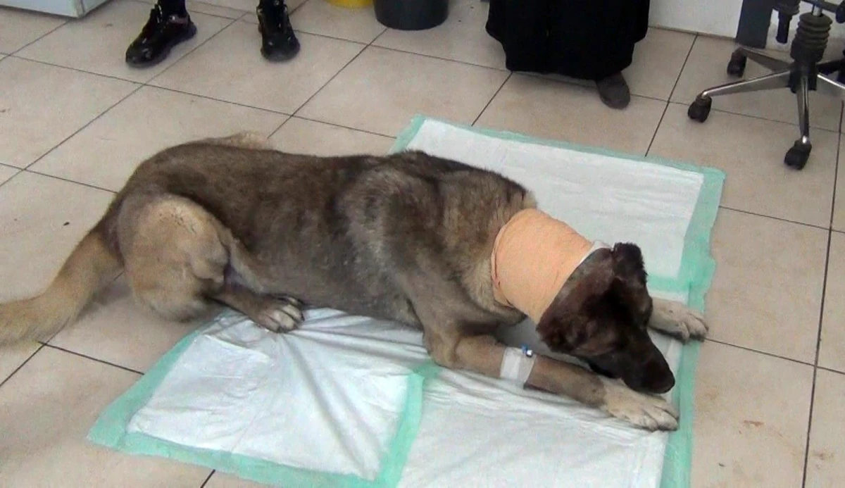 Yılan sokması sonucu başında tümör oluşan köpek ömür çabası veriyor